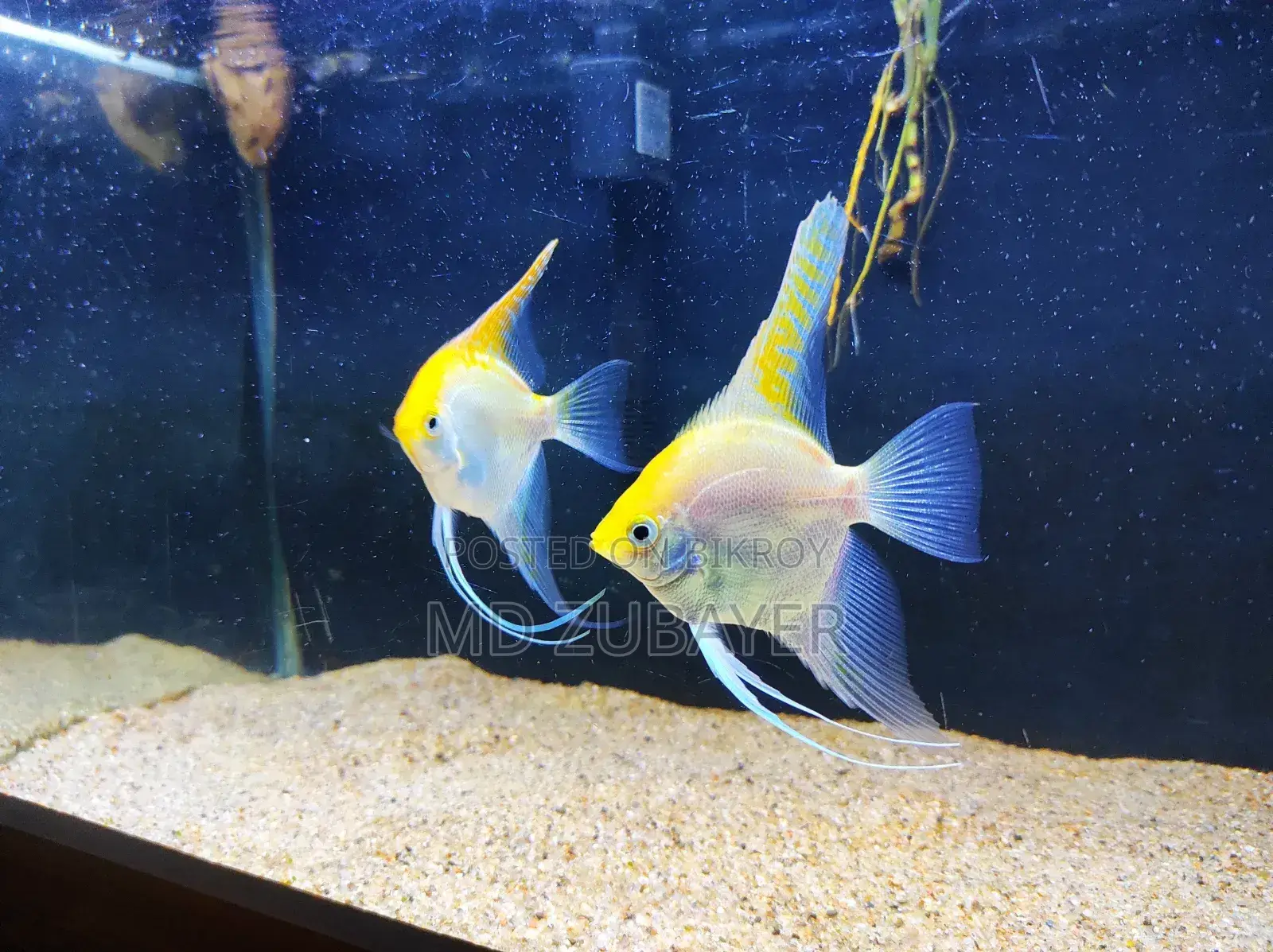 Angle Fish Pair