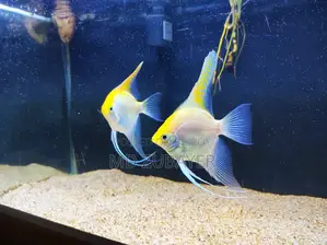 Angle Fish Pair