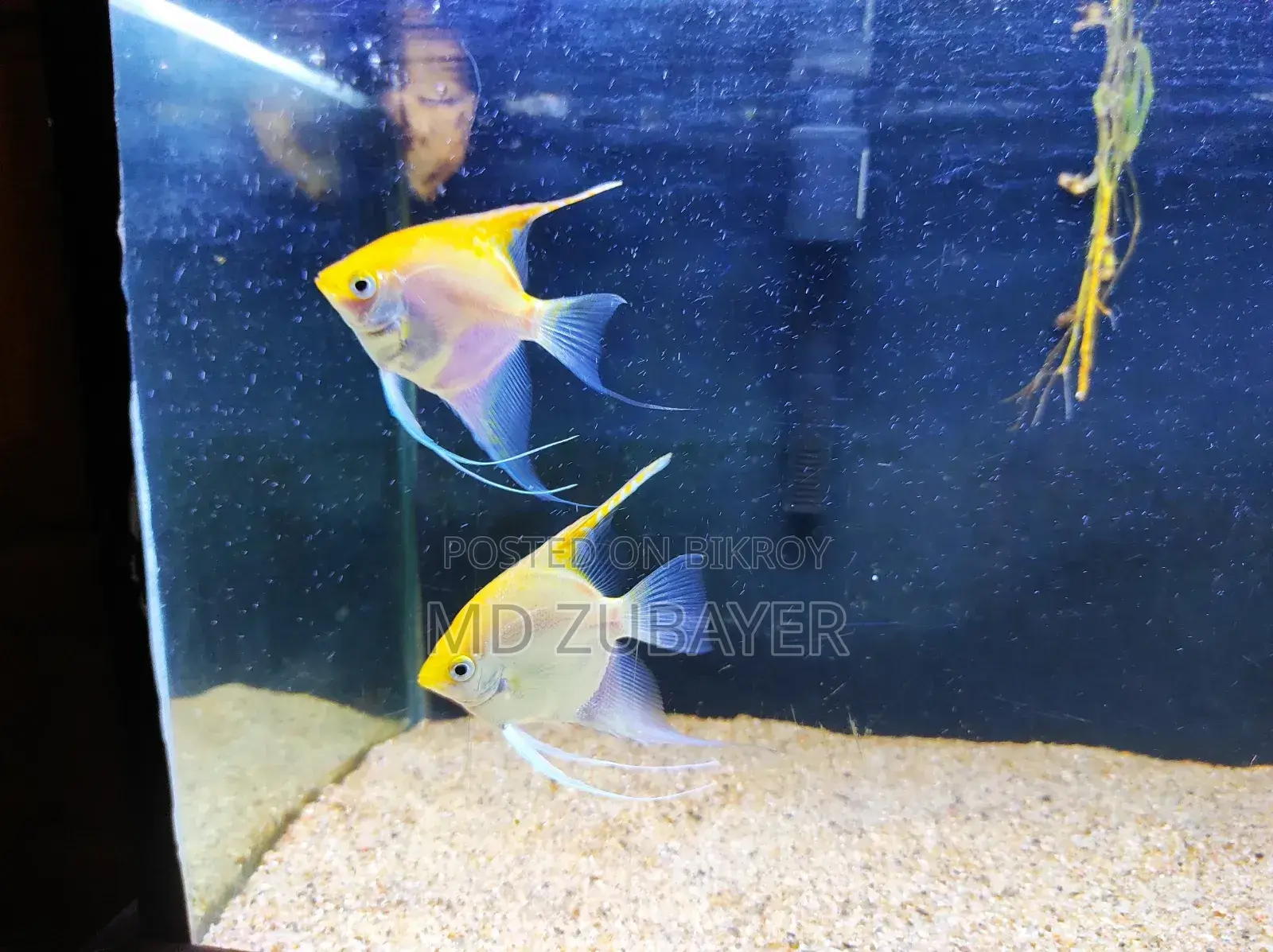 Angle Fish Pair