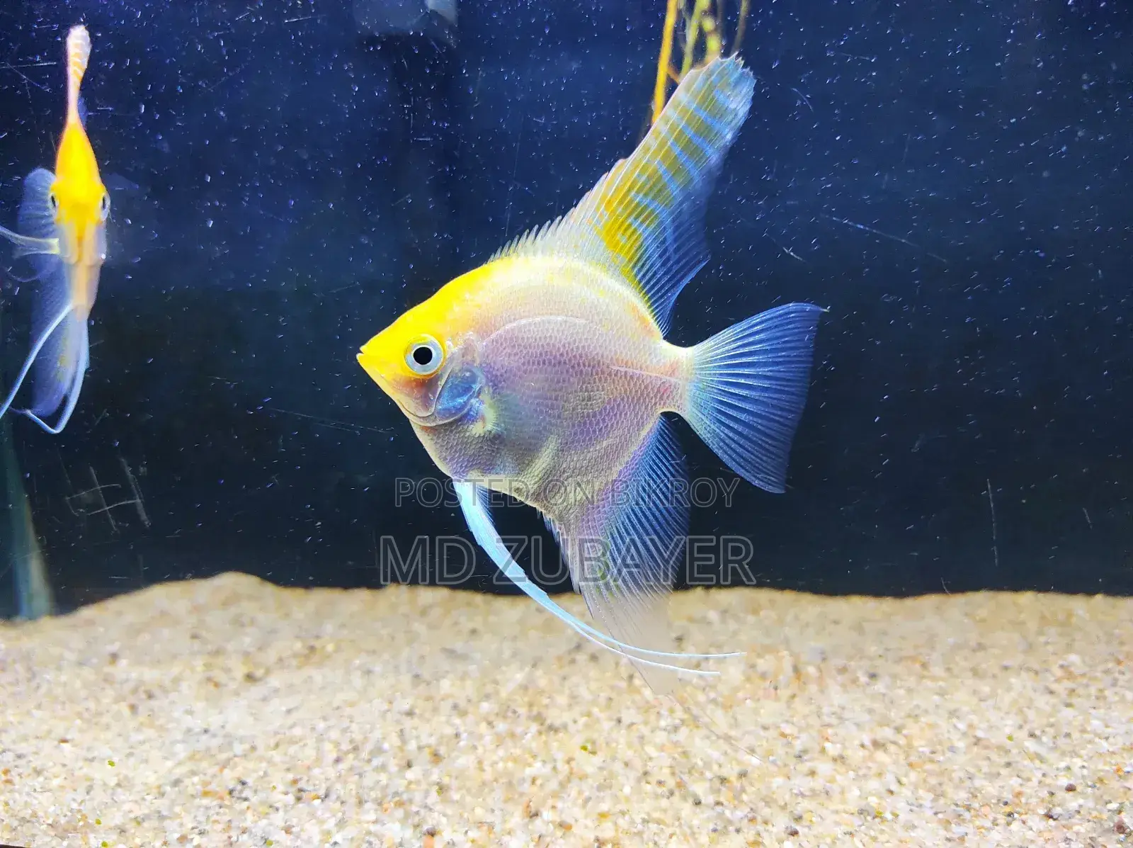 Angle Fish Pair
