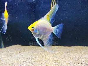 Angle Fish Pair