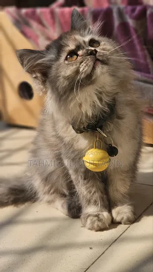 3-6 Months Female Purebred Persian
