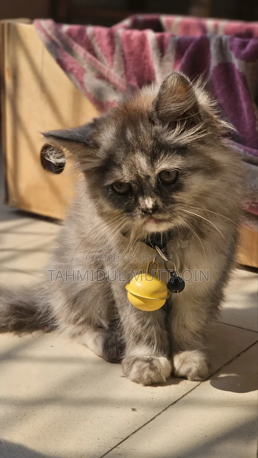 3-6 Months Female Purebred Persian