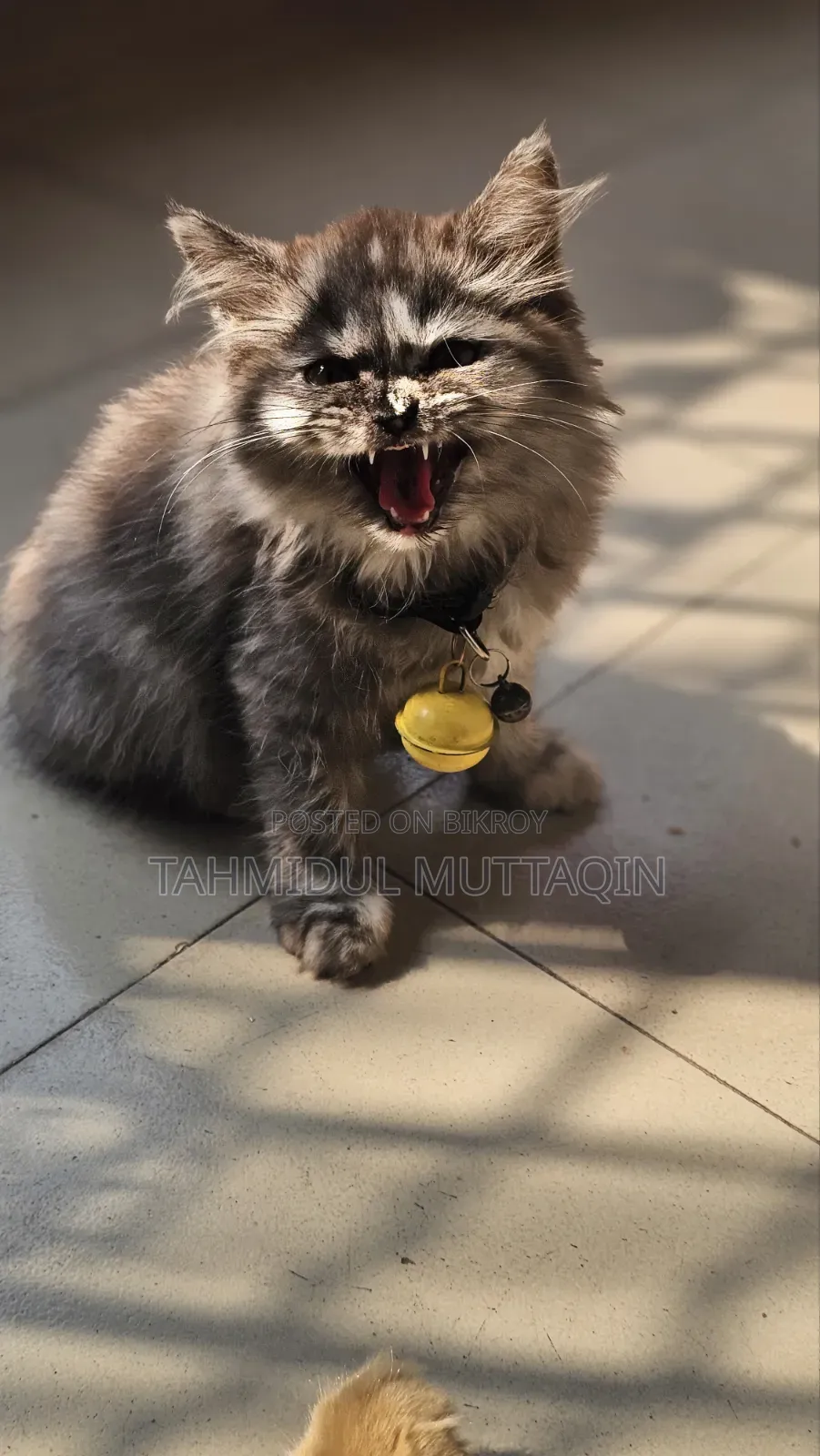 3-6 Months Female Purebred Persian