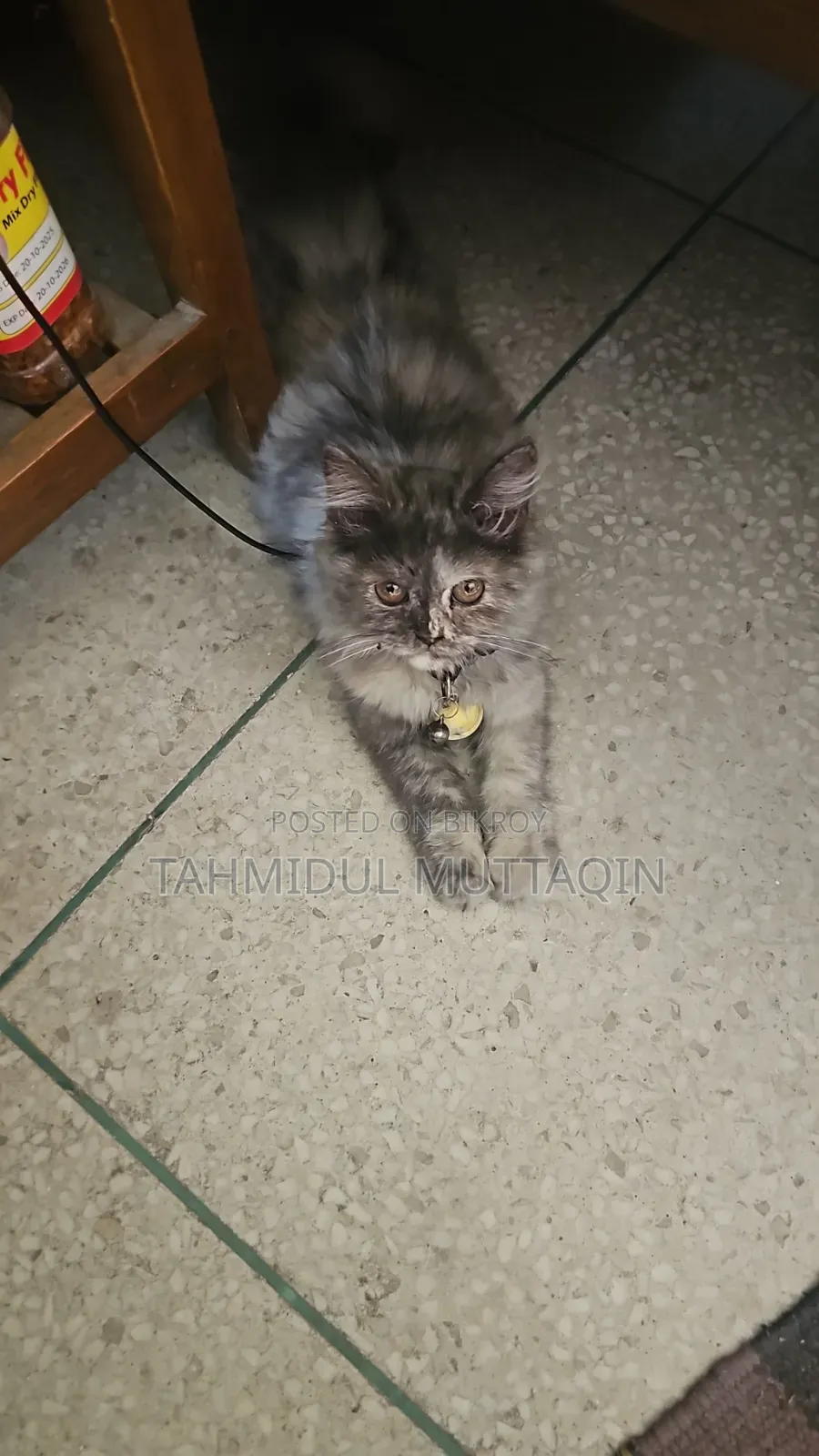 3-6 Months Female Purebred Persian