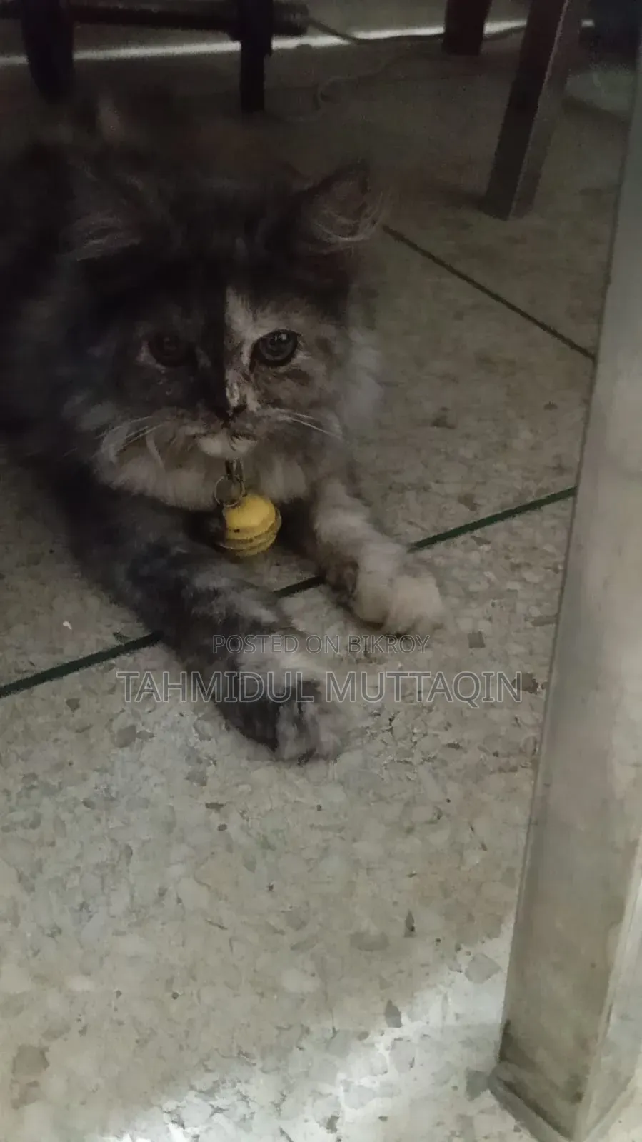3-6 Months Female Purebred Persian