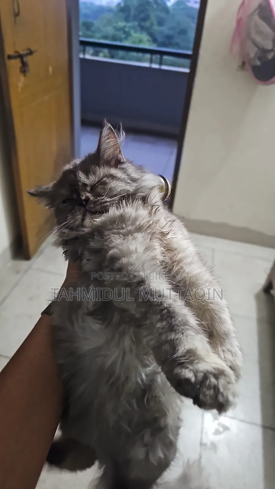 3-6 Months Female Purebred Persian