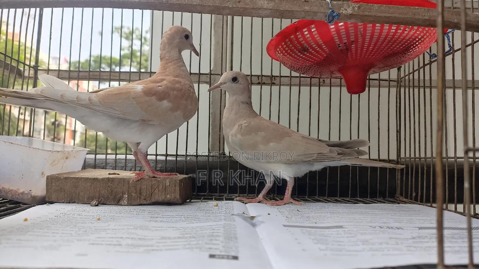 Dove Bird (3 Months+)