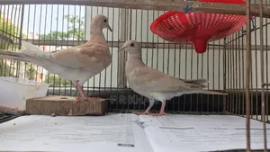 Dove Bird (3 Months+)