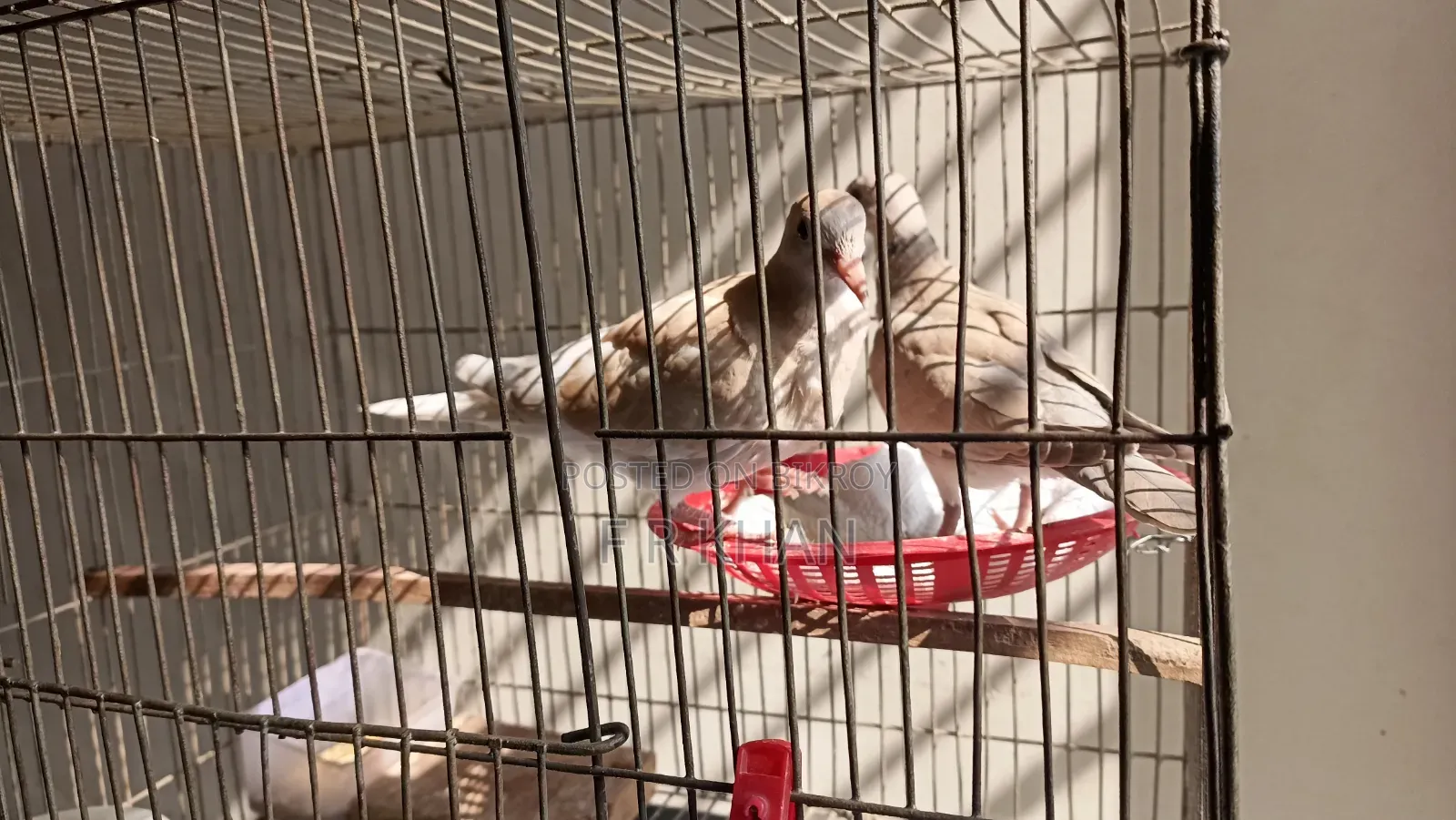 Dove Bird (3 Months+)