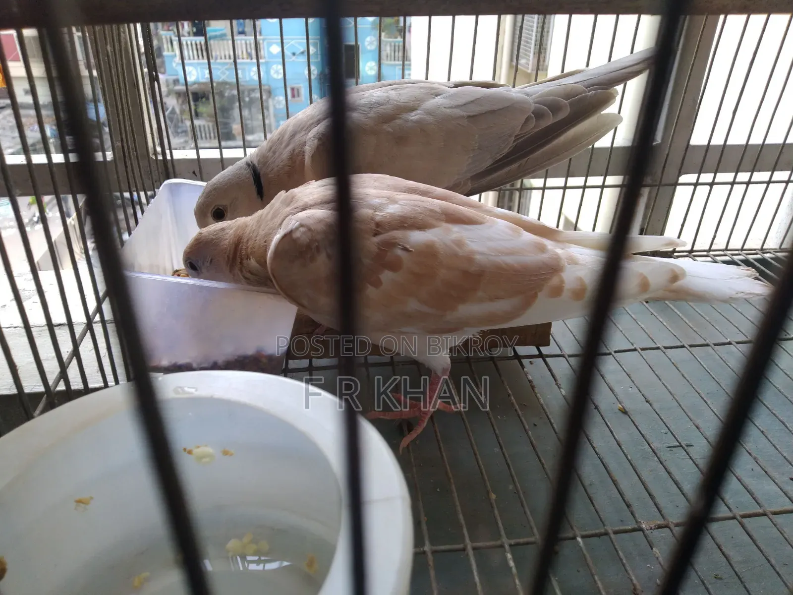 Dove Bird (3 Months+)