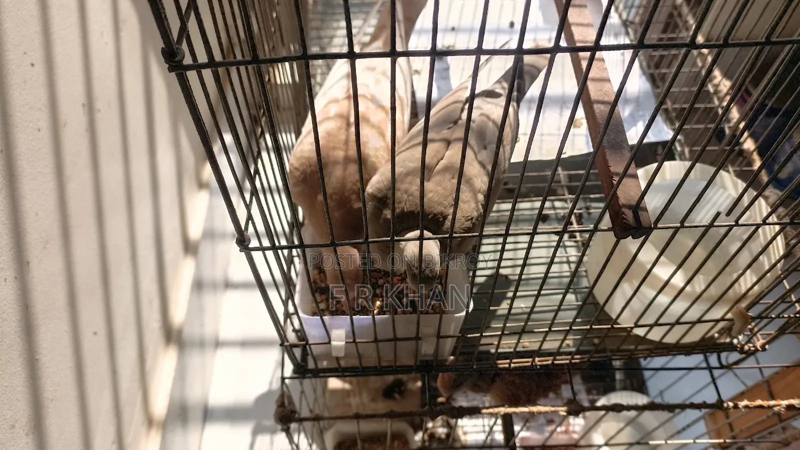 Dove Bird (3 Months+)