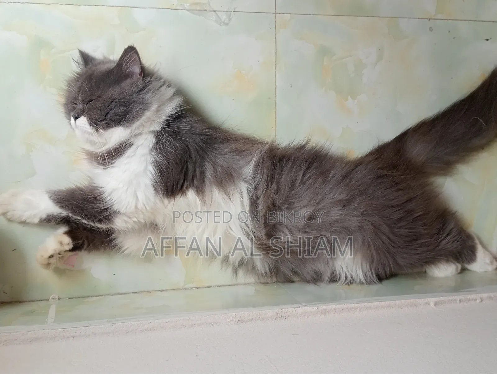 1+ Year Male Purebred Persian Cat