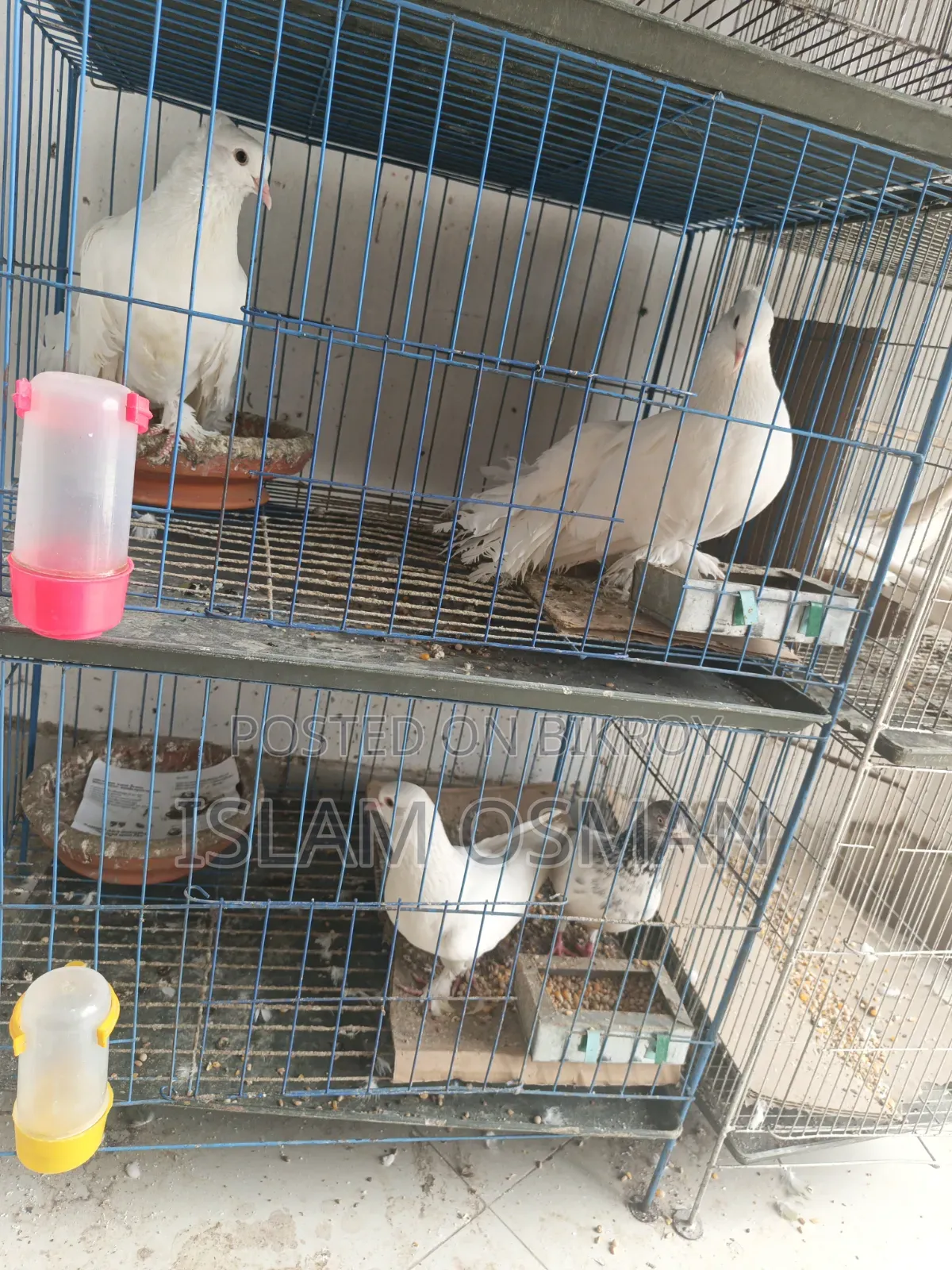 Pigeon birds