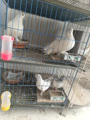 Pigeon birds