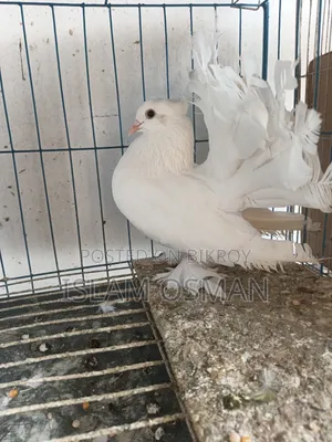 Pigeon birds