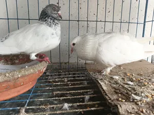 Pigeon birds