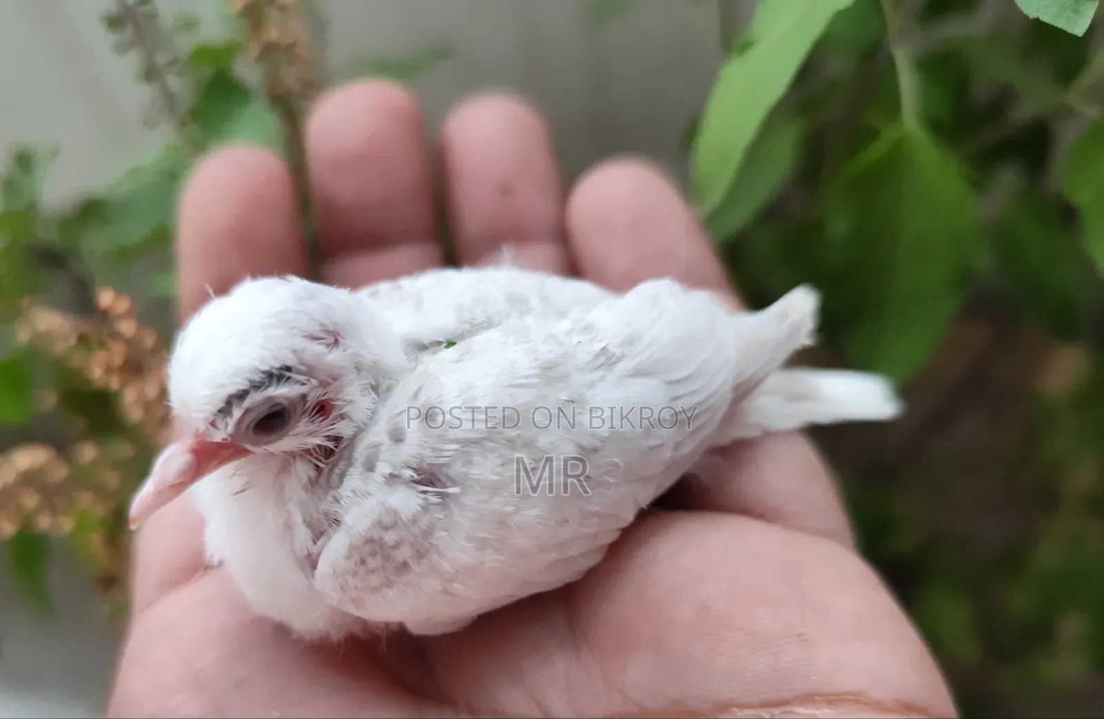 Crystal White Diamond Dove Master Pair with Chick