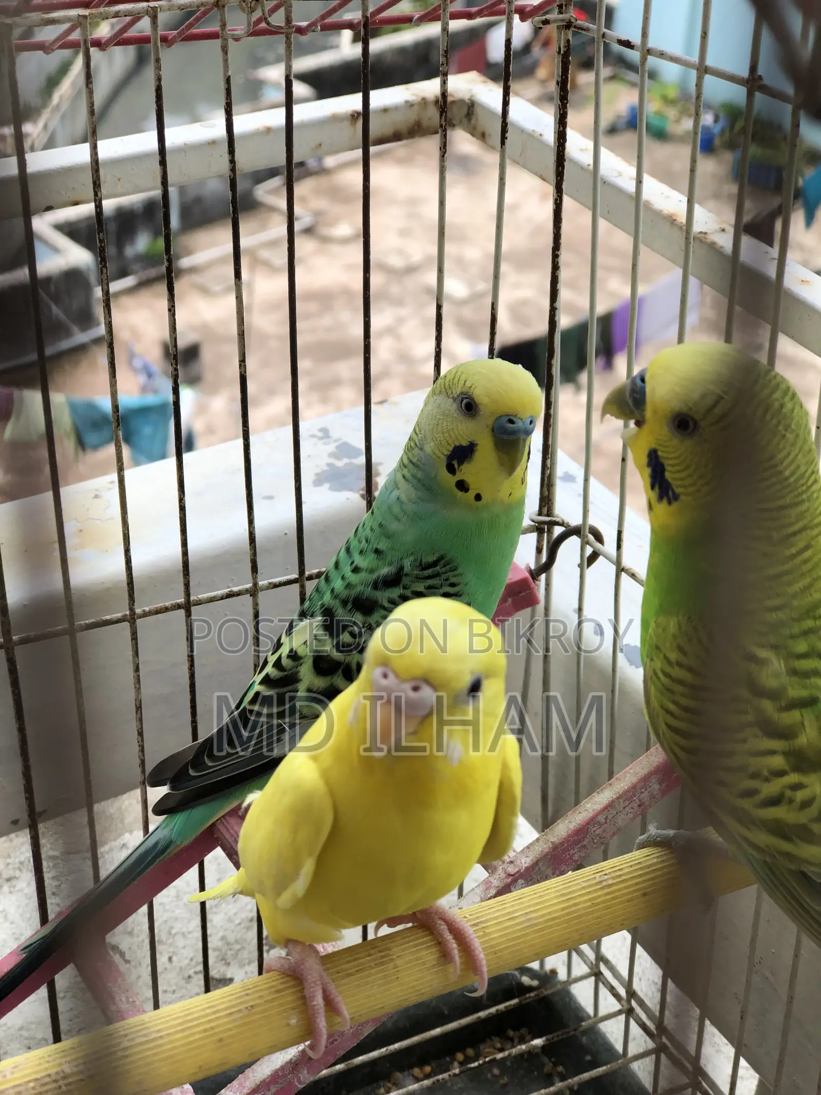 1pair Sell Hobe Budgigar