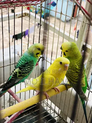 1pair Sell Hobe Budgigar