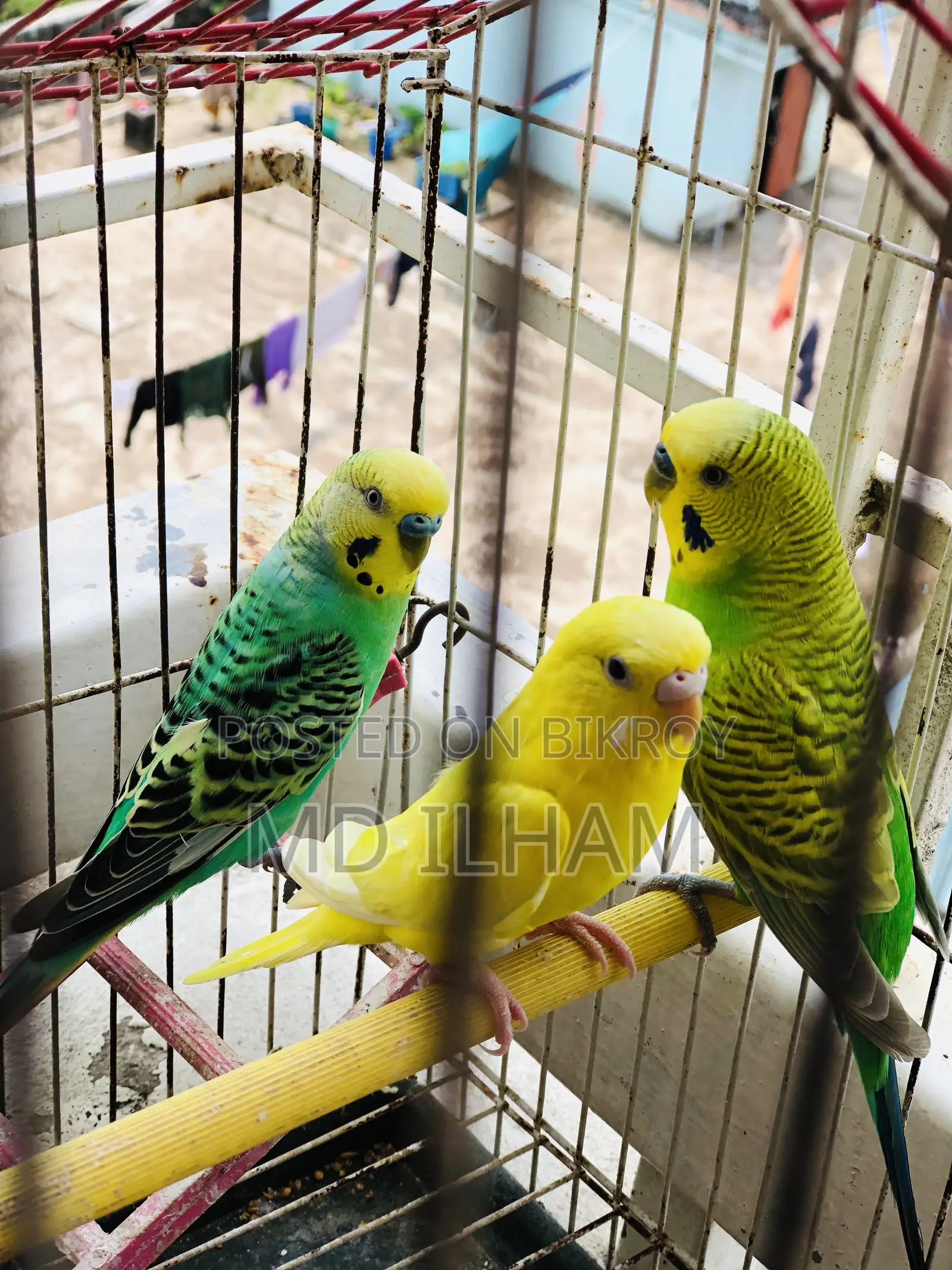 1pair Sell Hobe Budgigar