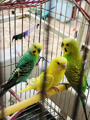 1pair Sell Hobe Budgigar