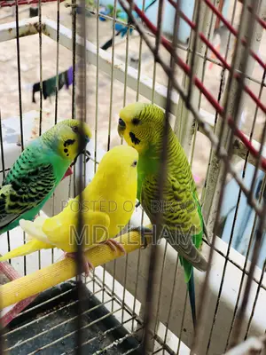 1pair Sell Hobe Budgigar