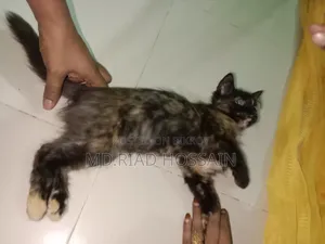 3-6 Months Male Purebred Persian