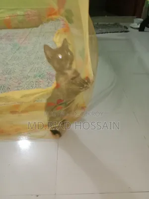 3-6 Months Male Purebred Persian