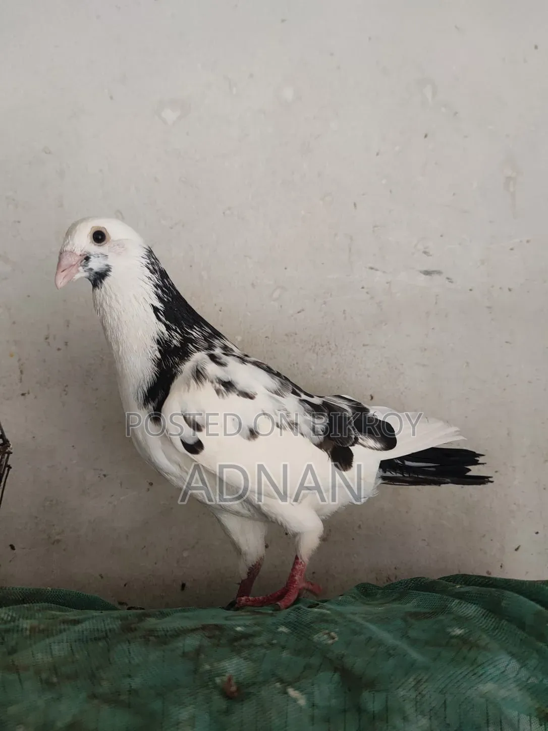 Running Homa pigeon for sale.