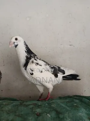 Running Homa pigeon for sale.