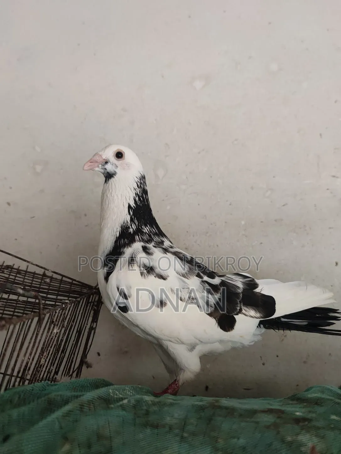Running Homa pigeon for sale.