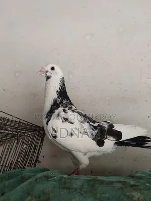Running Homa pigeon for sale.