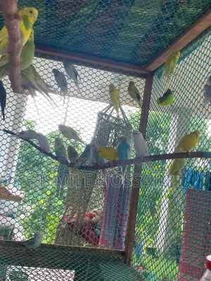 সুস্থ ও সুন্দর বাজিগার পাখি বিক্রয়