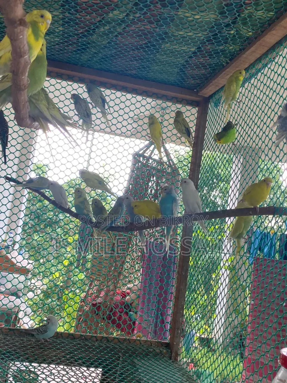 সুস্থ ও সুন্দর বাজিগার পাখি বিক্রয়