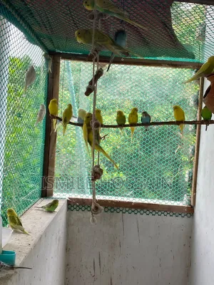 সুস্থ ও সুন্দর বাজিগার পাখি বিক্রয়