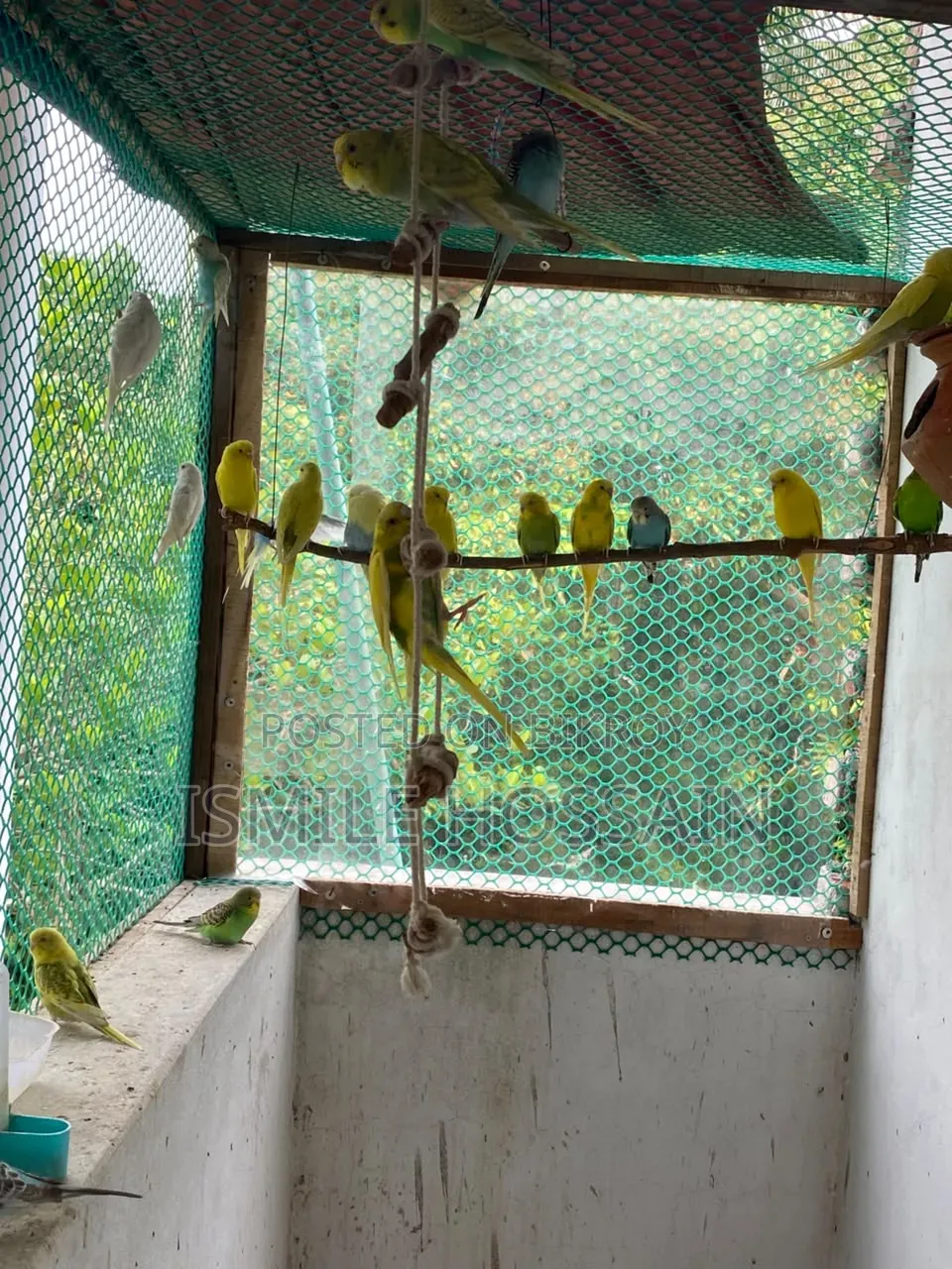 সুস্থ ও সুন্দর বাজিগার পাখি বিক্রয়
