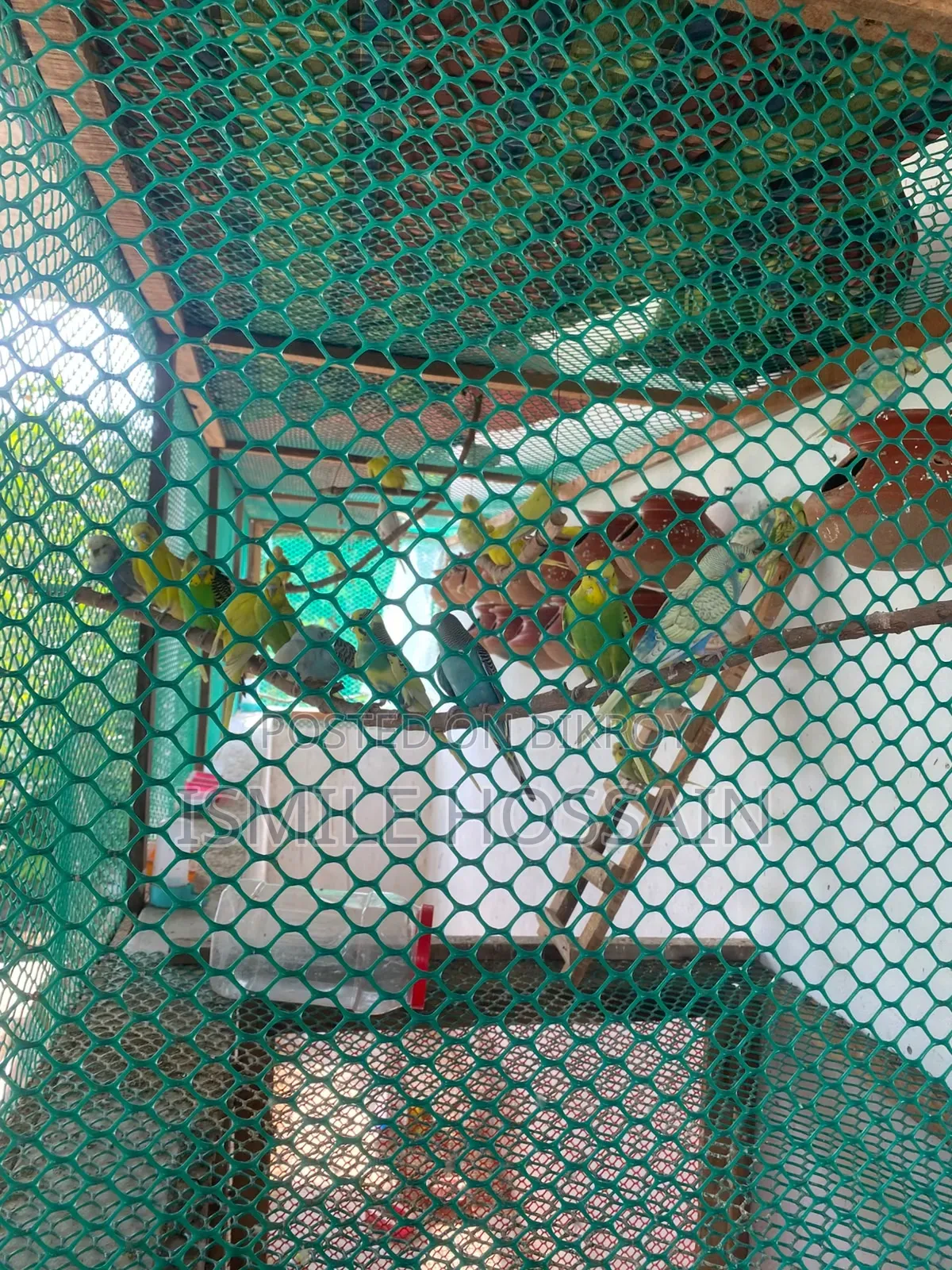 সুস্থ ও সুন্দর বাজিগার পাখি বিক্রয়