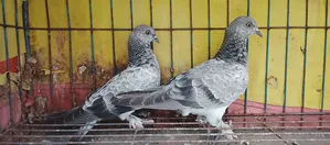 পাখি বিক্রয় হবে