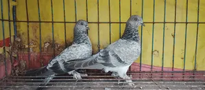 পাখি বিক্রয় হবে
