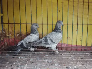পাখি বিক্রয় হবে