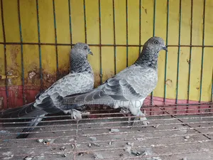 পাখি বিক্রয় হবে