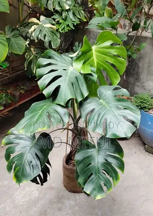 Big Monstera for sale