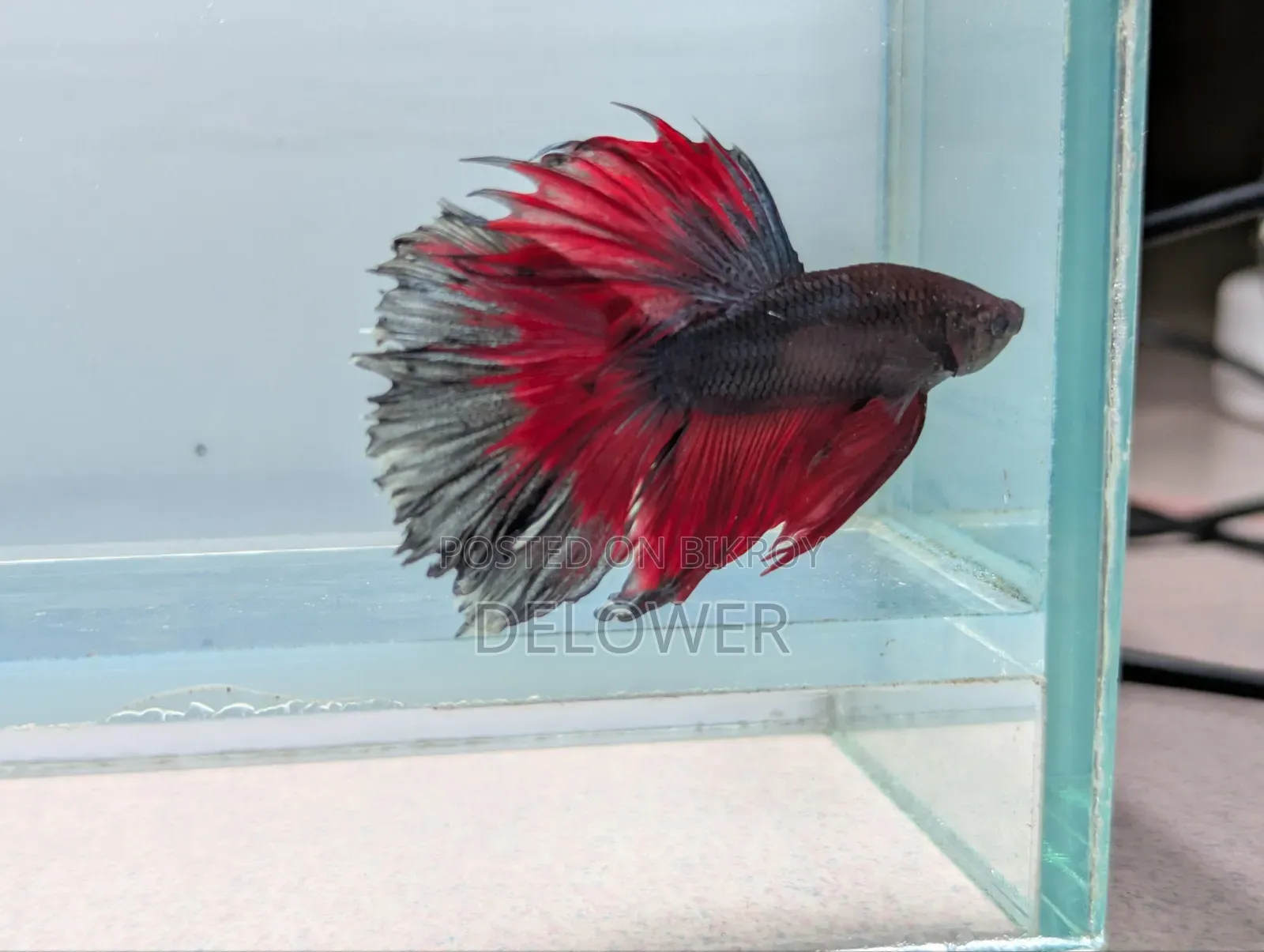60 Pcs Halfmoon Betta Fish For Sale