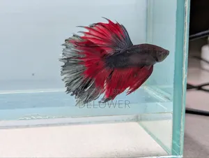 60 Pcs Halfmoon Betta Fish For Sale