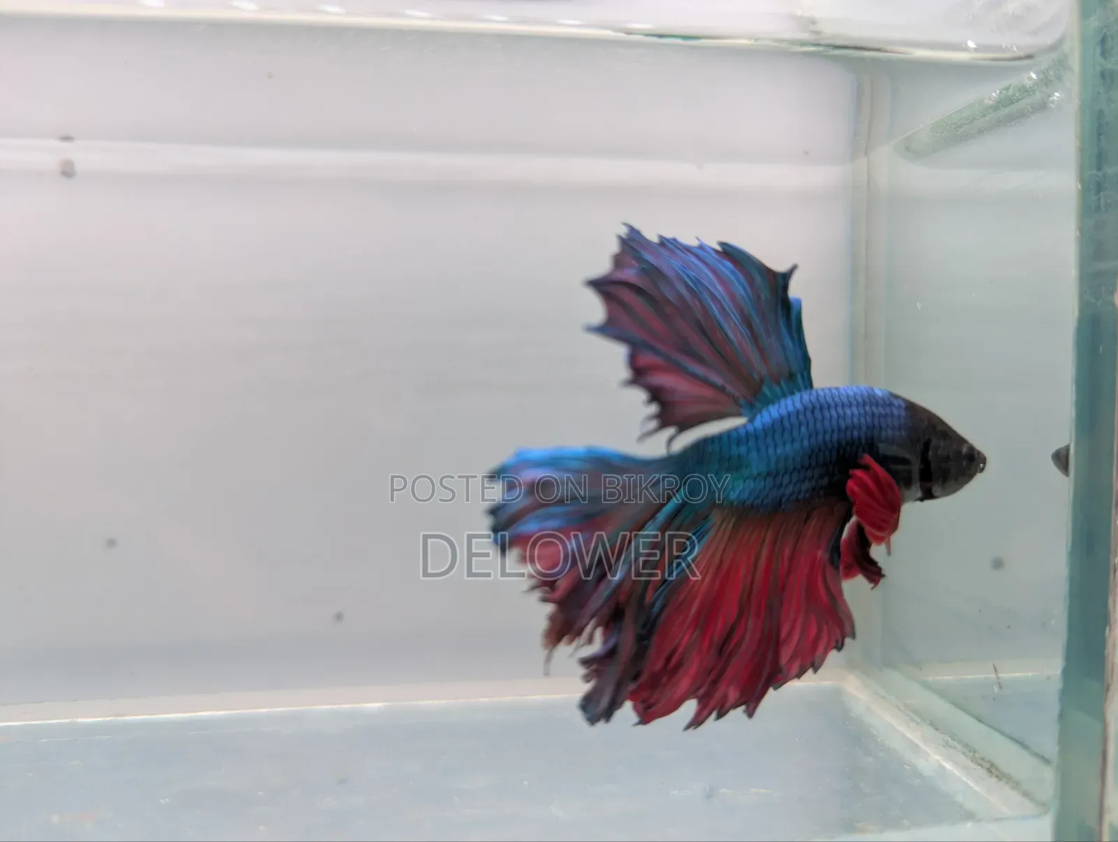 60 Pcs Halfmoon Betta Fish For Sale