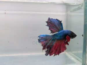 60 Pcs Halfmoon Betta Fish For Sale