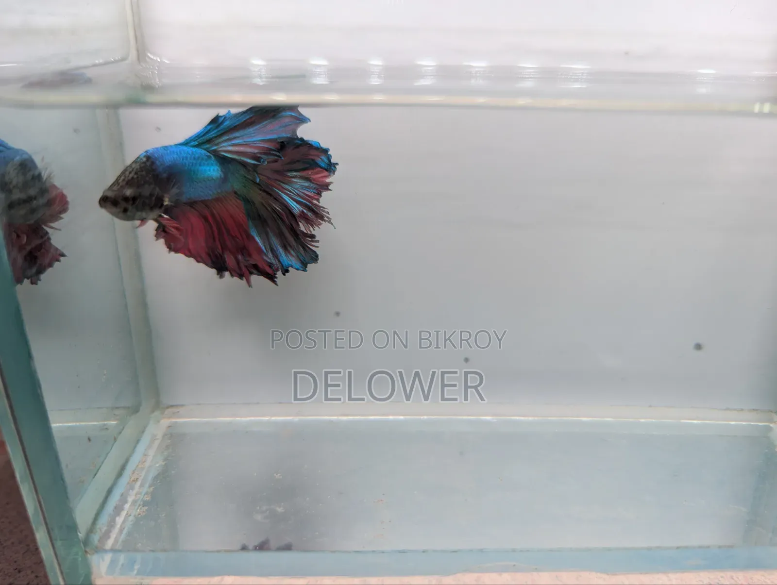60 Pcs Halfmoon Betta Fish For Sale
