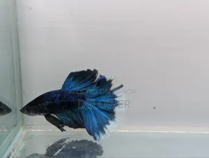 60 Pcs Halfmoon Betta Fish For Sale