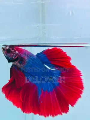 60 Pcs Halfmoon Betta Fish For Sale